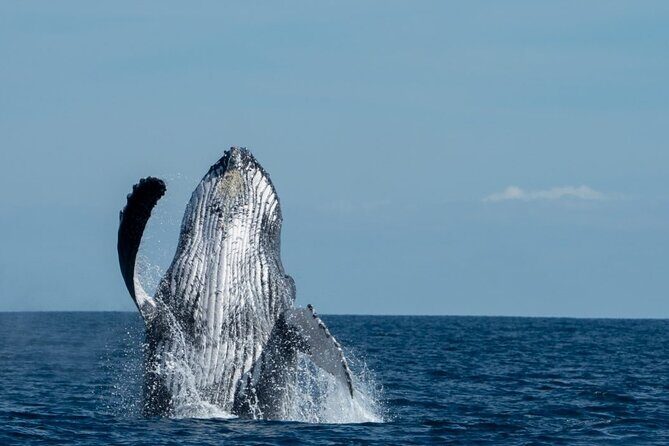 World Class Whale Watching with Breakfast and Open Bar - Cabo’s 9:00 am whale cruise: why this format works