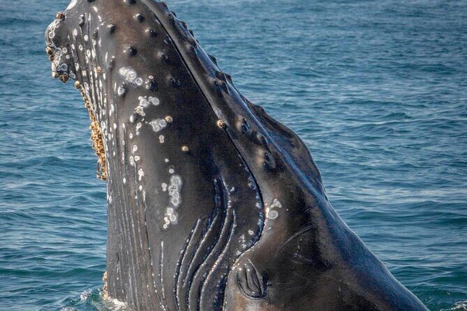 World Class Whale Watching with Breakfast and Open Bar - Cabo’s Arch: your first big photo moment