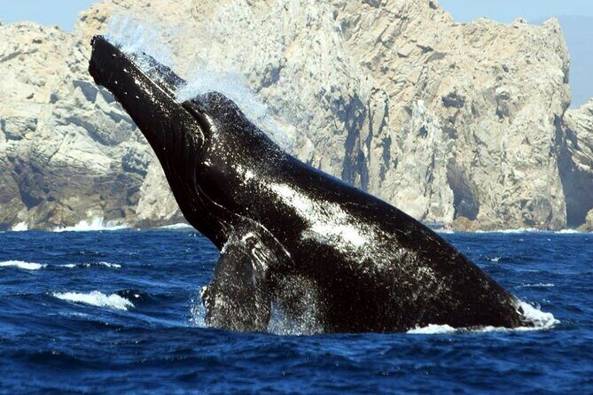World Class Whale Watching with Breakfast and Open Bar - Divorce Beach: the quick-name stop with coastal energy