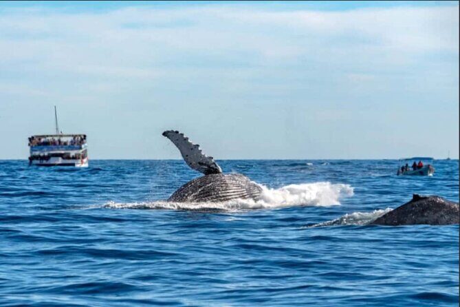 World Class Whale Watching with Breakfast and Open Bar - Santa Maria Beach: classic shoreline views in the middle of the cruise