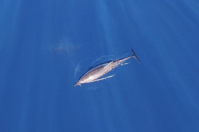 ZODIAC Whale Watch Tour | Cabo San Lucas | Biologist | FREE Pics - Price and value: what $109 buys you on the water