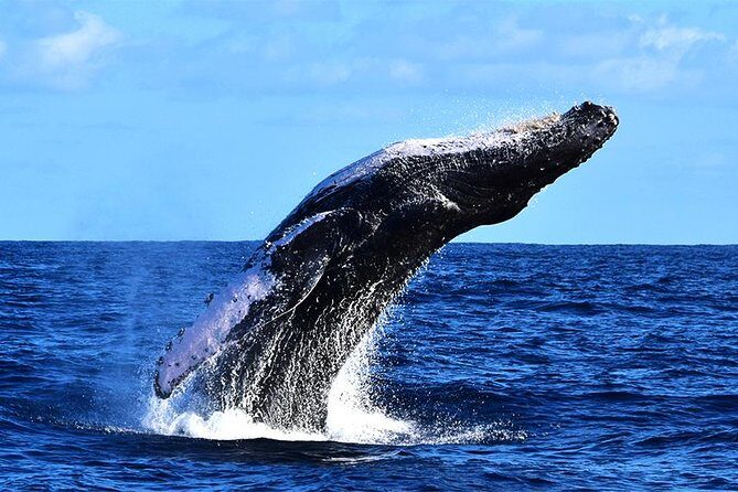 ZODIAC Whale Watch Tour | Cabo San Lucas | Biologist | FREE Pics - El Arco stop: the quick Cabo icon shot (and why timing matters)
