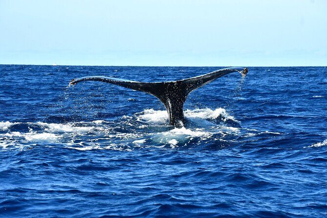 ZODIAC Whale Watch Tour | Cabo San Lucas | Biologist | FREE Pics - Playa de los Amantes and Pelican Rock: scenery plus real wildlife chances