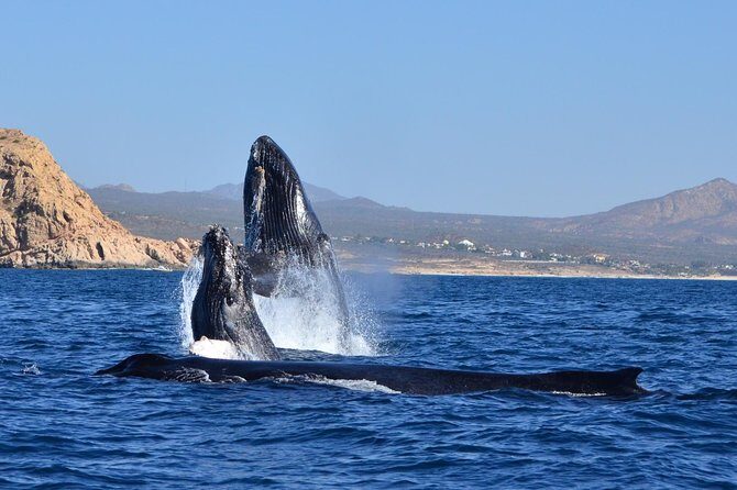 ZODIAC Whale Watch Tour | Cabo San Lucas | Biologist | FREE Pics - The whale search: small-boat maneuvering, respectful distance, and the hydrophone
