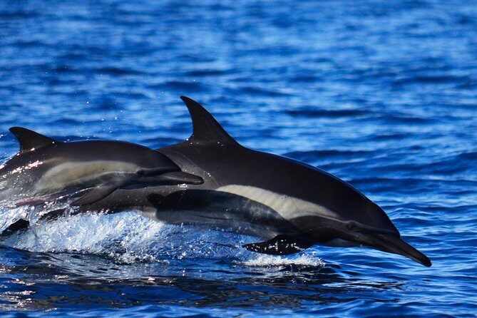 ZODIAC Whale Watch Tour | Cabo San Lucas | Biologist | FREE Pics - What species you’re actually likely to see around Cabo