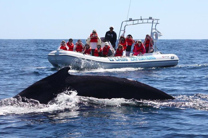 Zodiac Whale-Watching Adventure in Los Cabos - Key things to know before you go