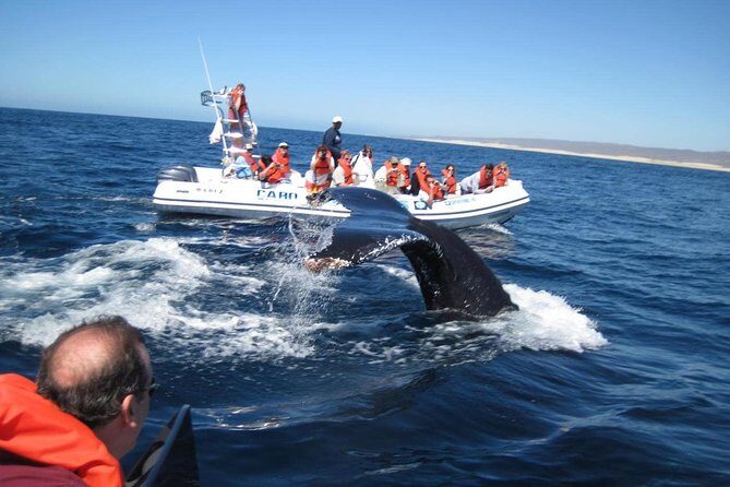 Zodiac Whale-Watching Adventure in Los Cabos - Why this Los Cabos Zodiac whale watch is a smart choice