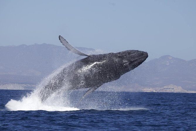 Zodiac Whale-Watching Adventure in Los Cabos - Your route: from the Arch of Cabo San Lucas into open water