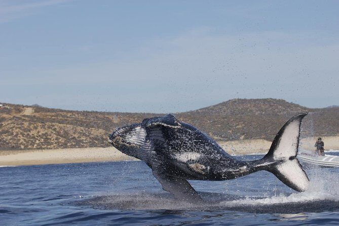 Zodiac Whale-Watching Adventure in Los Cabos - What wildlife spotting feels like in real time