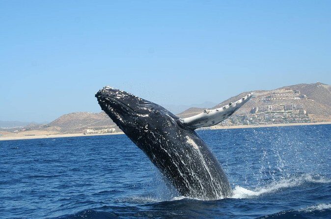 Zodiac Whale-Watching Adventure in Los Cabos - Guides make the difference: Jose, Luis, and Ramo