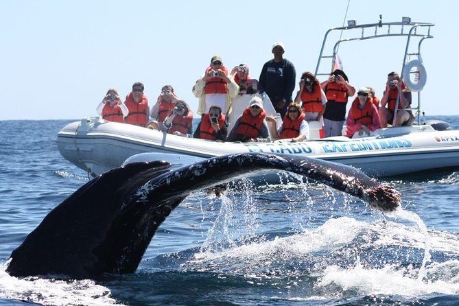 Zodiac Whale-Watching Adventure in Los Cabos - Getting there: meeting point, hotel pickup, and what to confirm