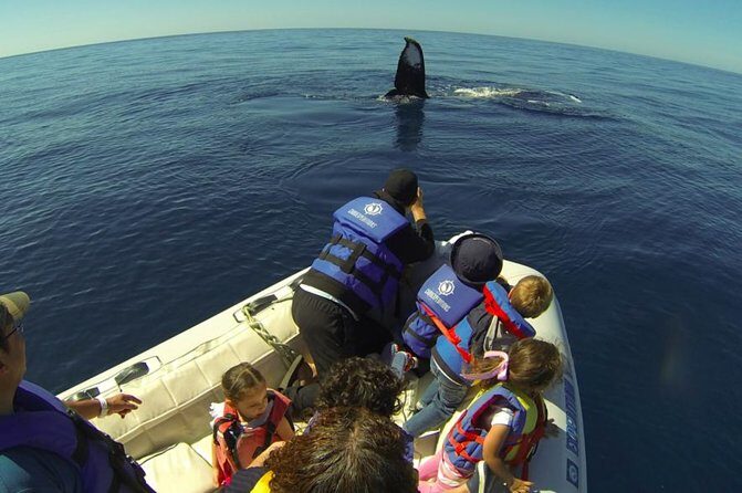 Zodiac Whale-Watching Adventure in Los Cabos - The Zodiac boat setup: small group, better viewing angles